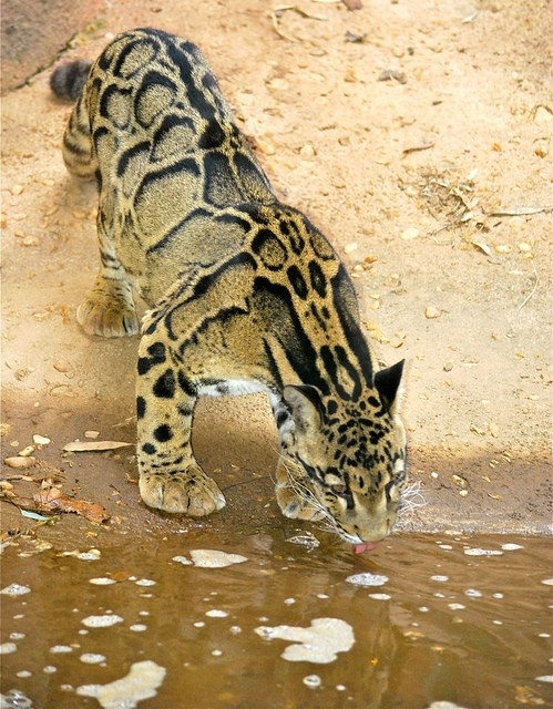 Photo:  Clouded Leopard